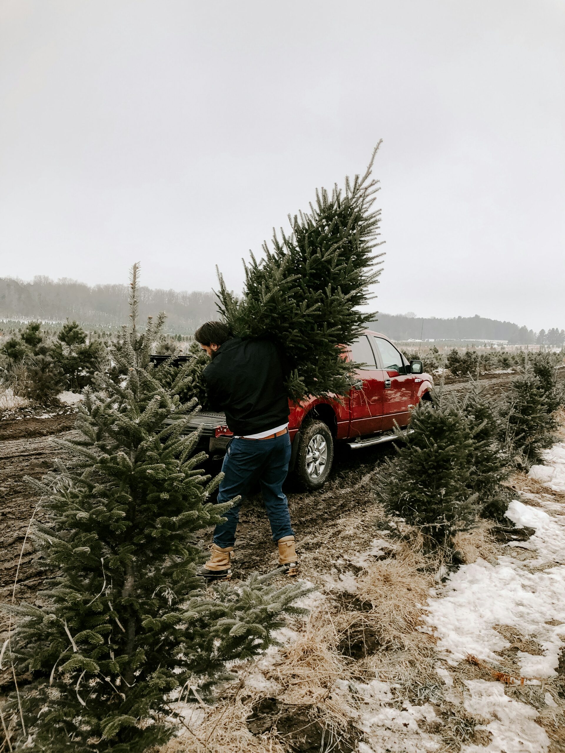Ein Mann sucht Nadelbaumsorten für den Weihnachtsbaum aus.